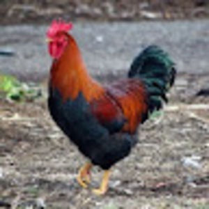 Meet your Posher, Ann